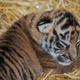 Illustration for article titled ZOMG BABY SUMATRAN TIGERS!!!